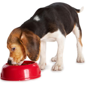 Free Samples Of Dog Treats Uk Free Samples Of Dog Treats Uk