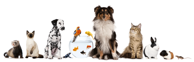 line of pets, white background