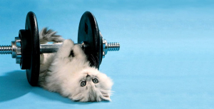 Cat under dumbbell