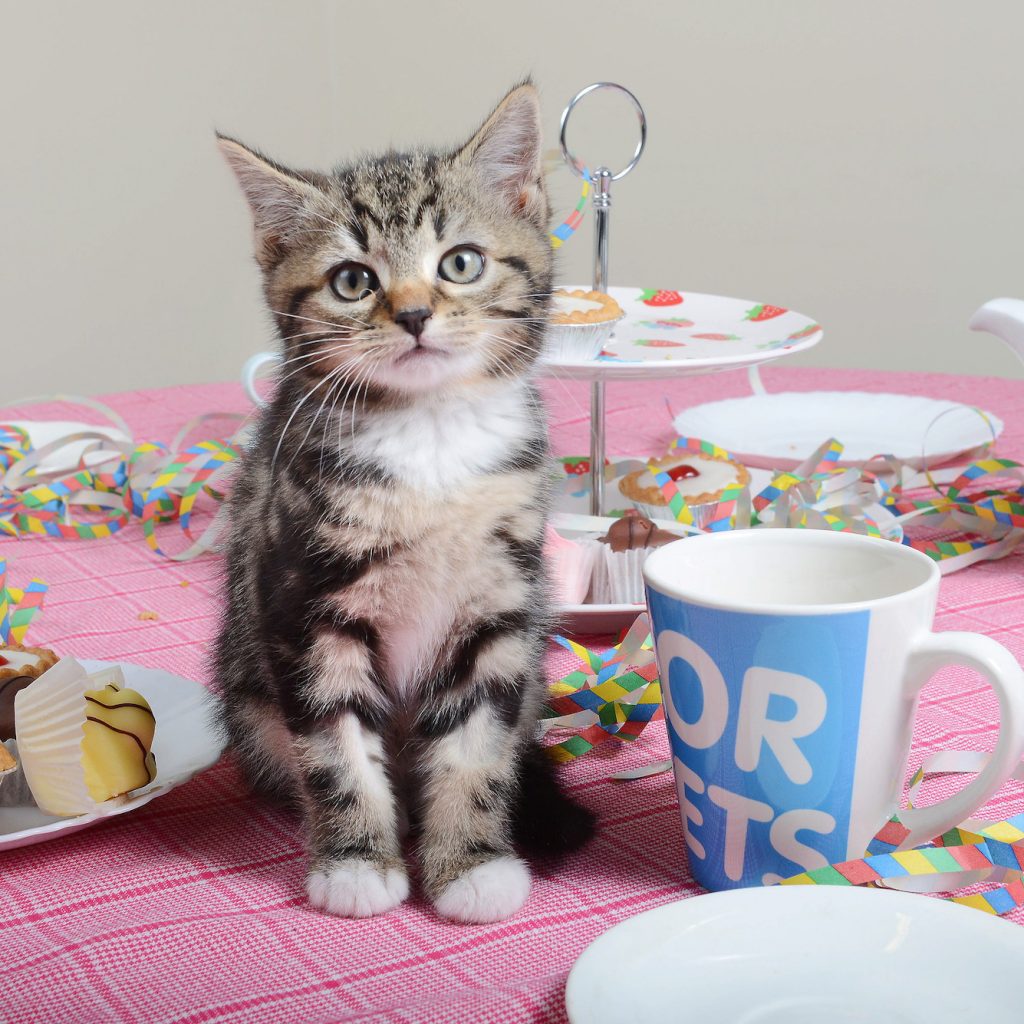 Free Pet Tea Party Pack