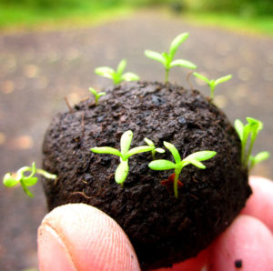 Free Wildflower Seedballs