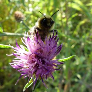 Free Wildflower Seeds