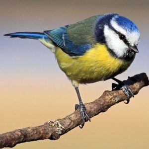 Free Garden Wildlife Book