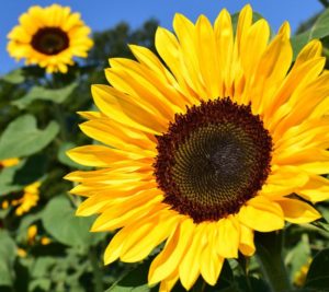 Free Sunflower Seeds
