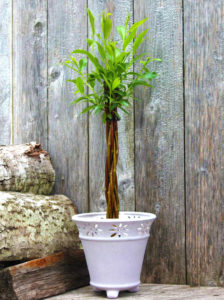 Free Willow Wand Tree