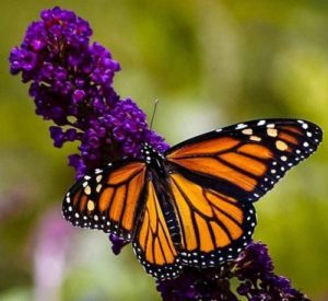 Free Butterfly Bush Plant