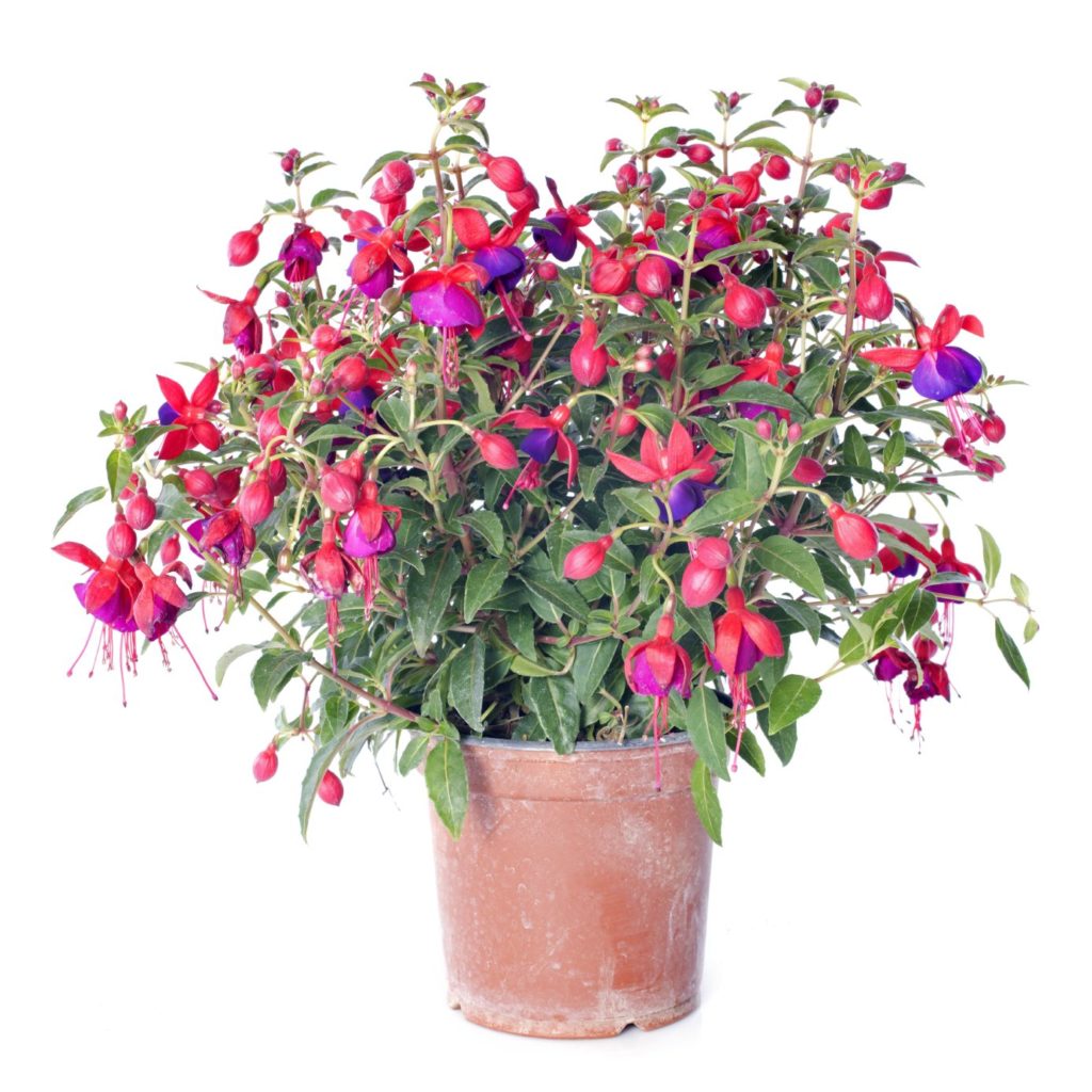 Free Fuchsia Potted Plant