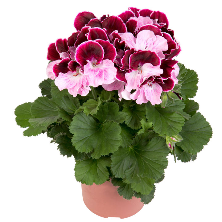 Free Geranium Plants