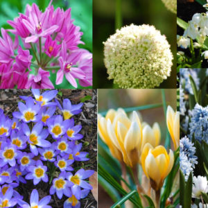 Free Flower Bulbs (20 Pack)