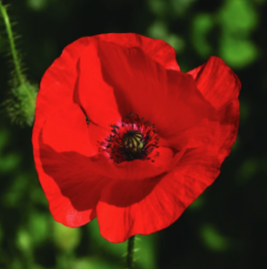 Free Wildflower Seeds
