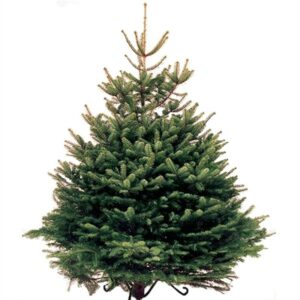 Free Christmas Tree Seeds