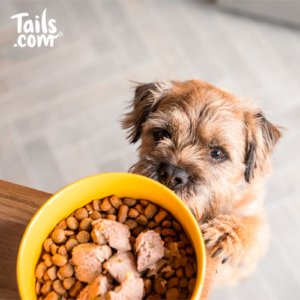 Free Dog Food Bag (Worth £24)