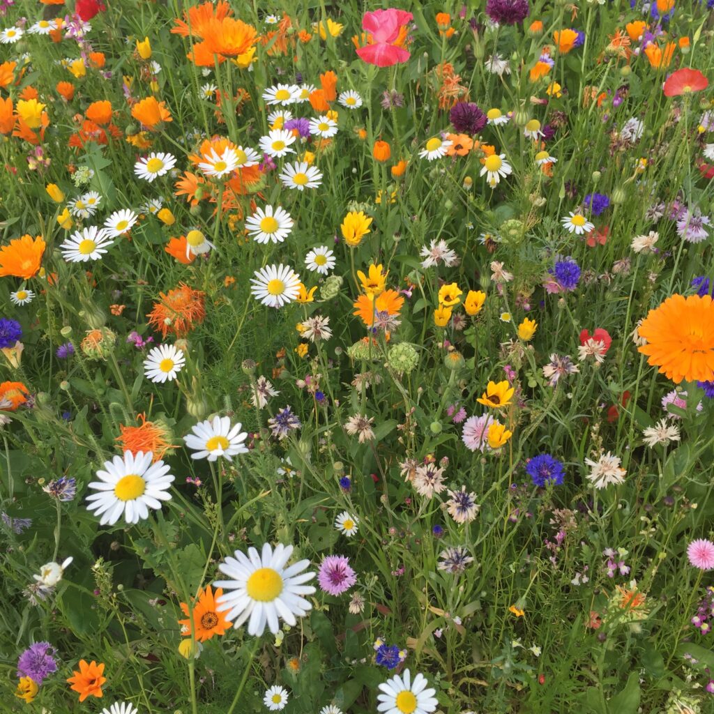 Free Bee-Saving Wildflower Seeds