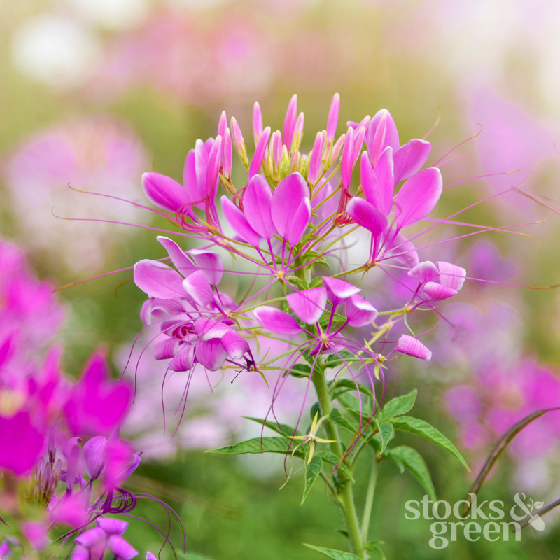 Free Cleome ‘Rose Queen’ Seeds