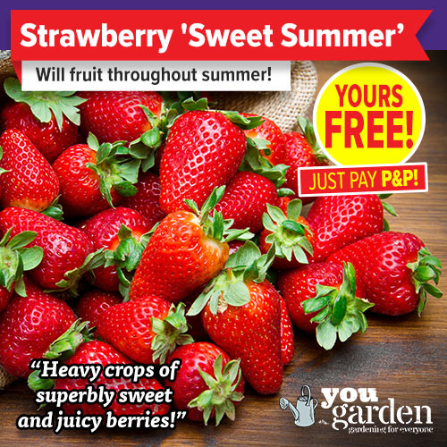 Free Sweet Summer Strawberry Plants