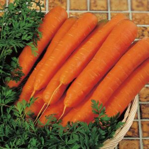 Free Carrot Seeds Pack