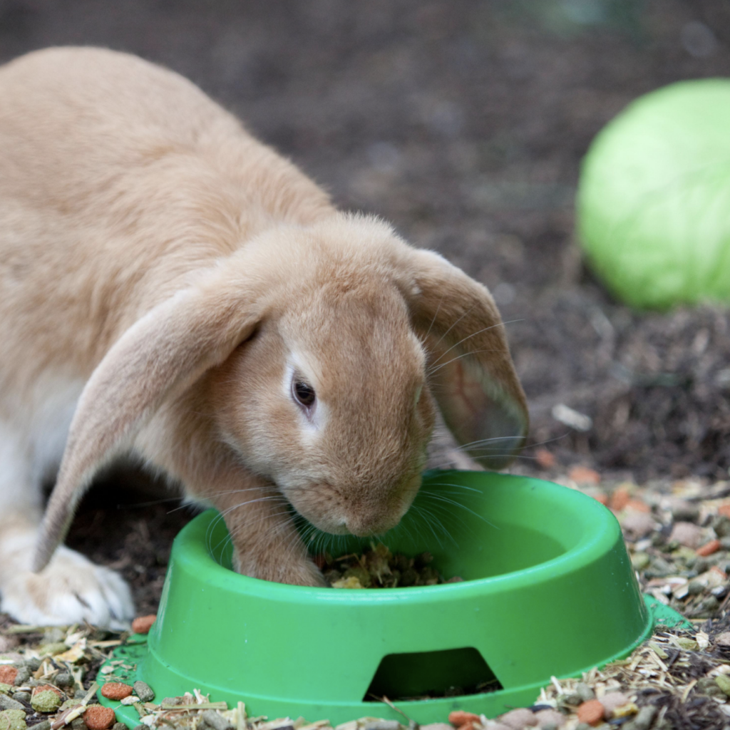 Free Pets at Home Halloween Workshop