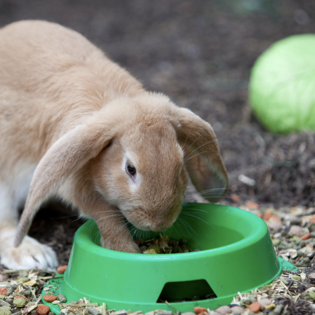 Free Pets at Home Easter Workshop