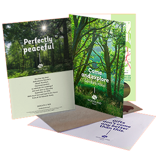 Free Innocent Woodland Trees