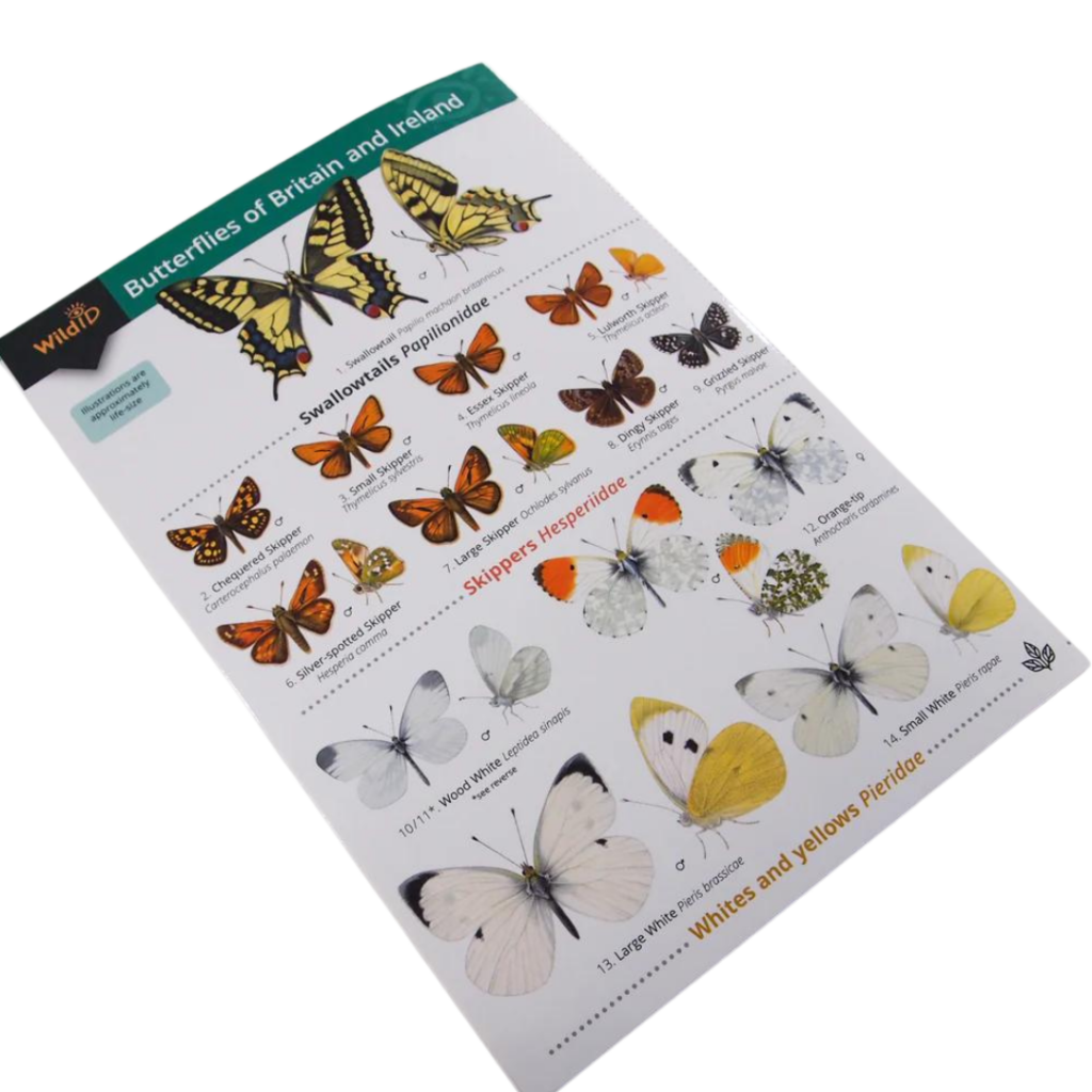 Free Butterfly Nature Book