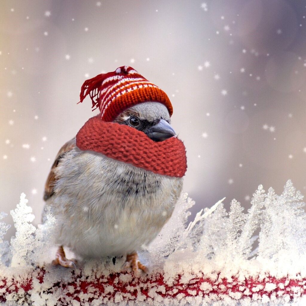 Free Christmas Card