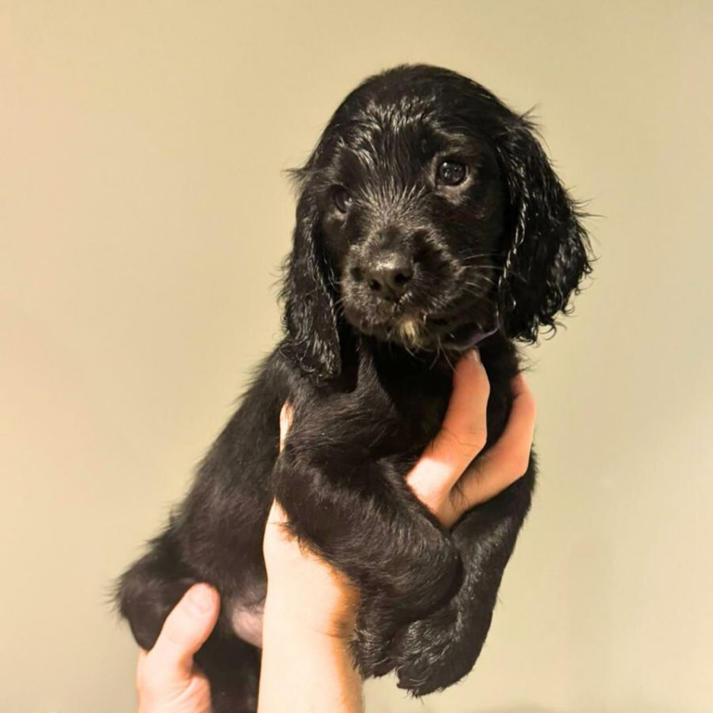 Free Puppy Starter Pack