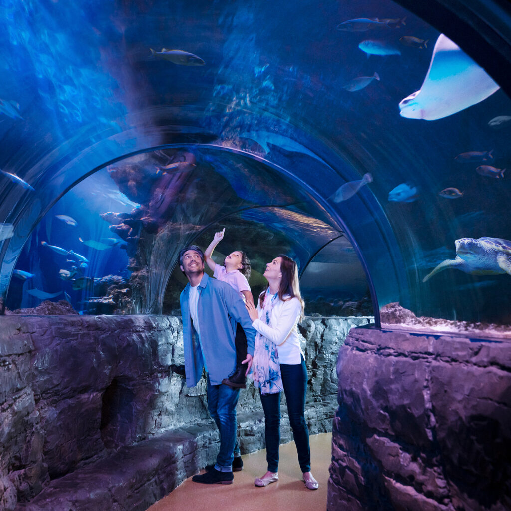 Win 4 SeaLife Aquarium Tickets (Worth £112+)