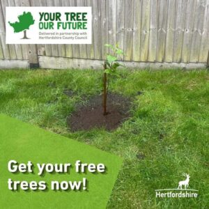 Free Trees + Hedgerows