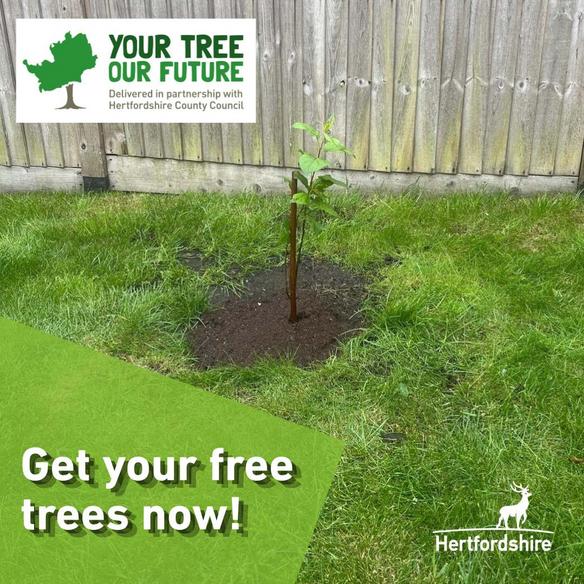 Free Trees + Hedgerows